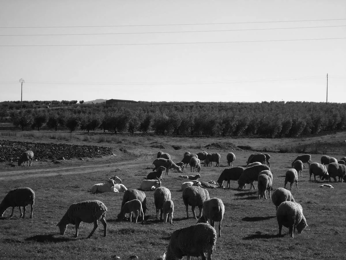 Rebaño de ovejas en los campos de Guareña.