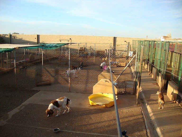 Interior del refugio de la protectora de animales 'Chiripaina', de Guareña.