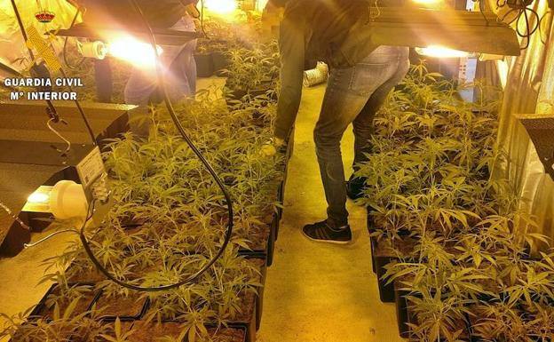 Intervienen 700 plantas de marihuana en dos viviendas de Guareña