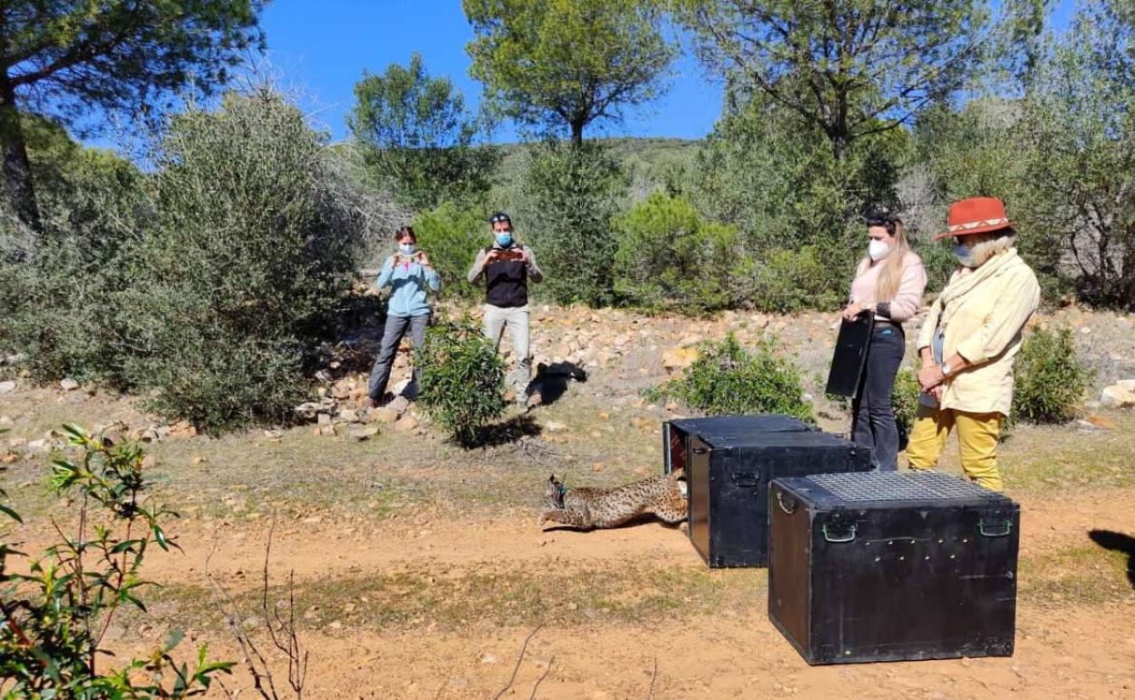 Liberados nuevos linces en el «Valle del Matachel»