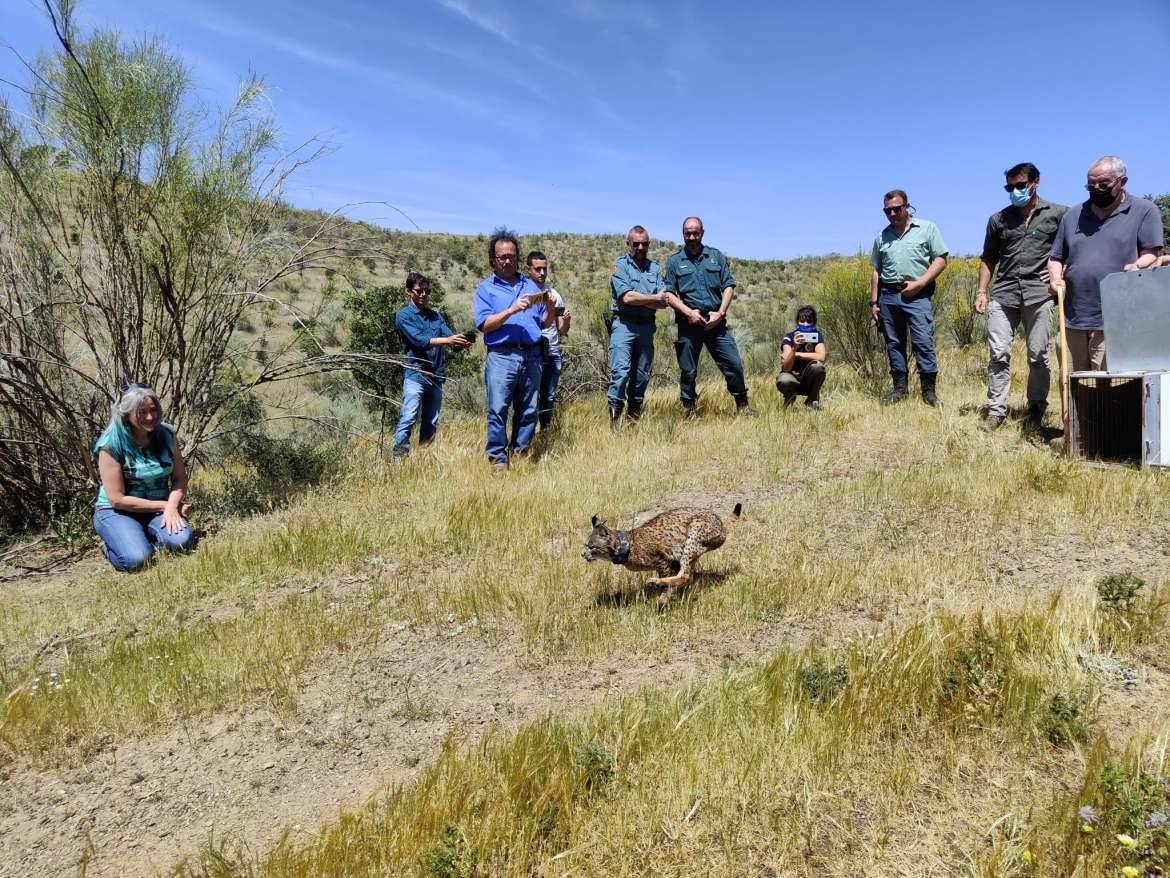 Liberado un lice ibérico en la ZEC de la Sierra Grande