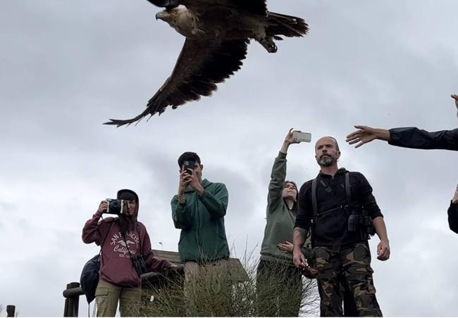 Suelta Águila imperial