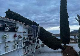 Caida de árboles en el cementerio