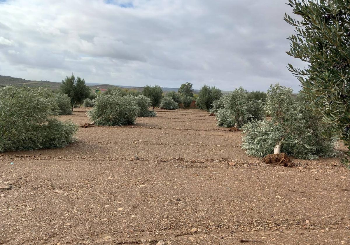 Mas de 1.500 olivos arrancados por el temporal en los últimos días, primer balance de daños realizado por la Cooperativa de Hornachos