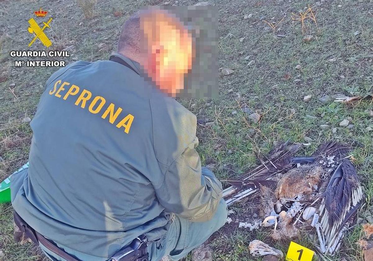 La Guardia Civil localiza en Hornachos y Llera 13 aves electrocutadas, algunas de ellas protegidas