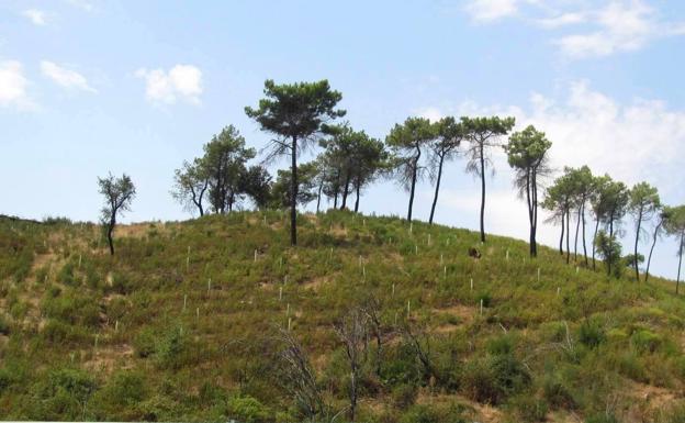 La Universidad Popular formará a los agricultores en poda, injertos y uso de plaguicidas
