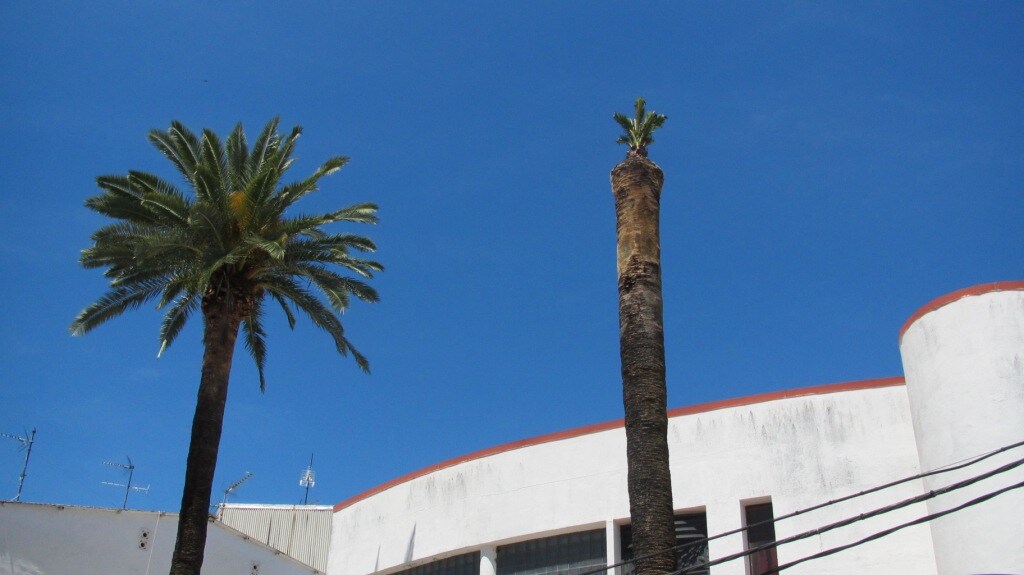 A la derecha, la palmera recuperada. 