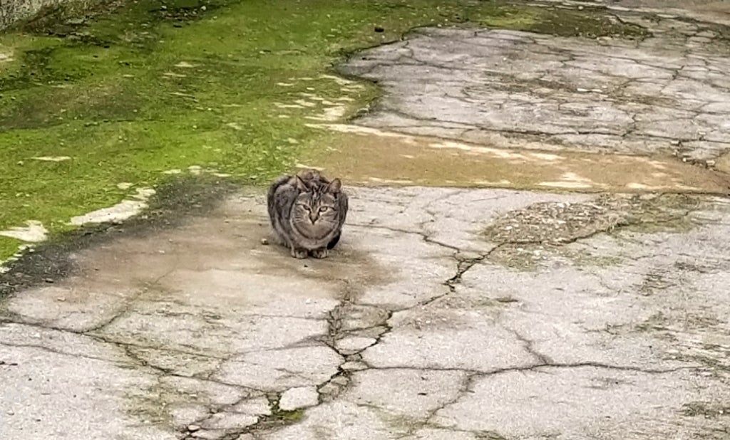 Un gato reposando en una calle jaraiceña.