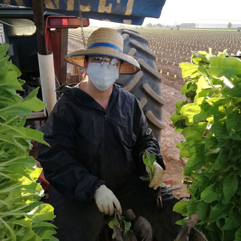 Noelia Santos Romero plantando tabaco.