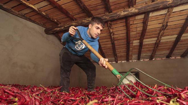 Secado de pimientos para pimentón mediante humo de encina o roble.