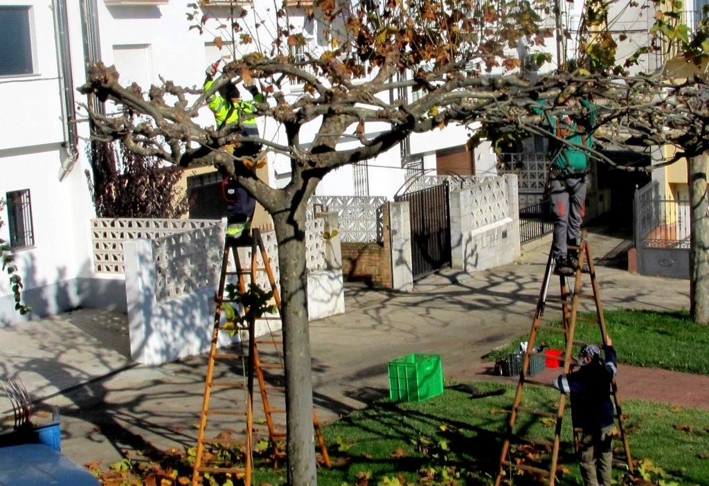 Operarios municipales podando estos días .