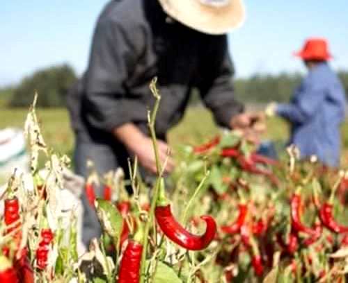 Escuela profesional de agricultura ecológica y actividades auxiliares para desempleados