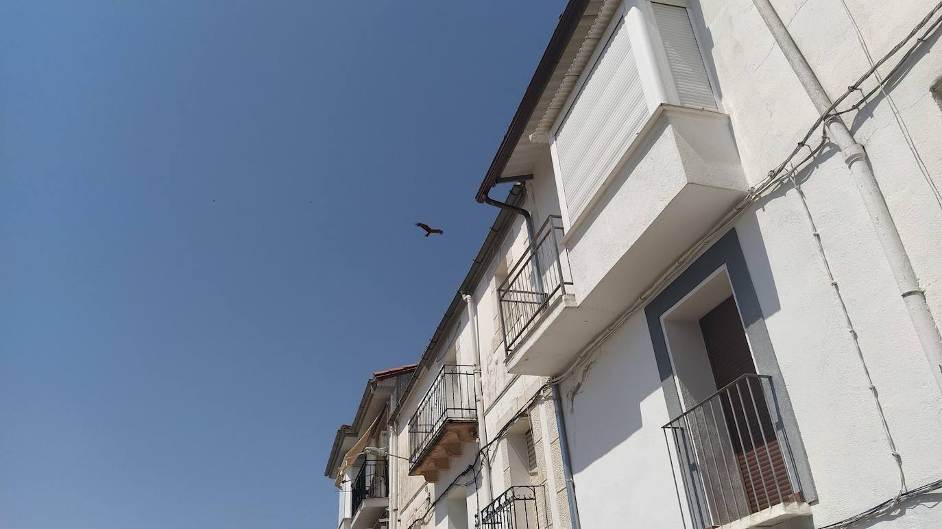 El ave rapaz (supuesto milano) sobrevolando un tejado de la calle Fuente.. 