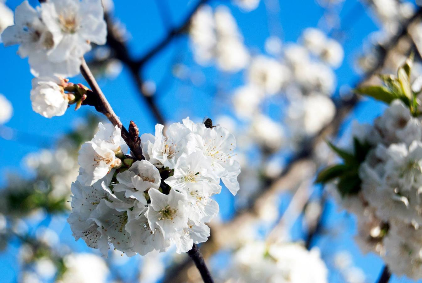 En nueve municipios veratos productores el cerezo en flor blanquea el paisaje
