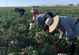 Recolección de pimiento para pimentón.