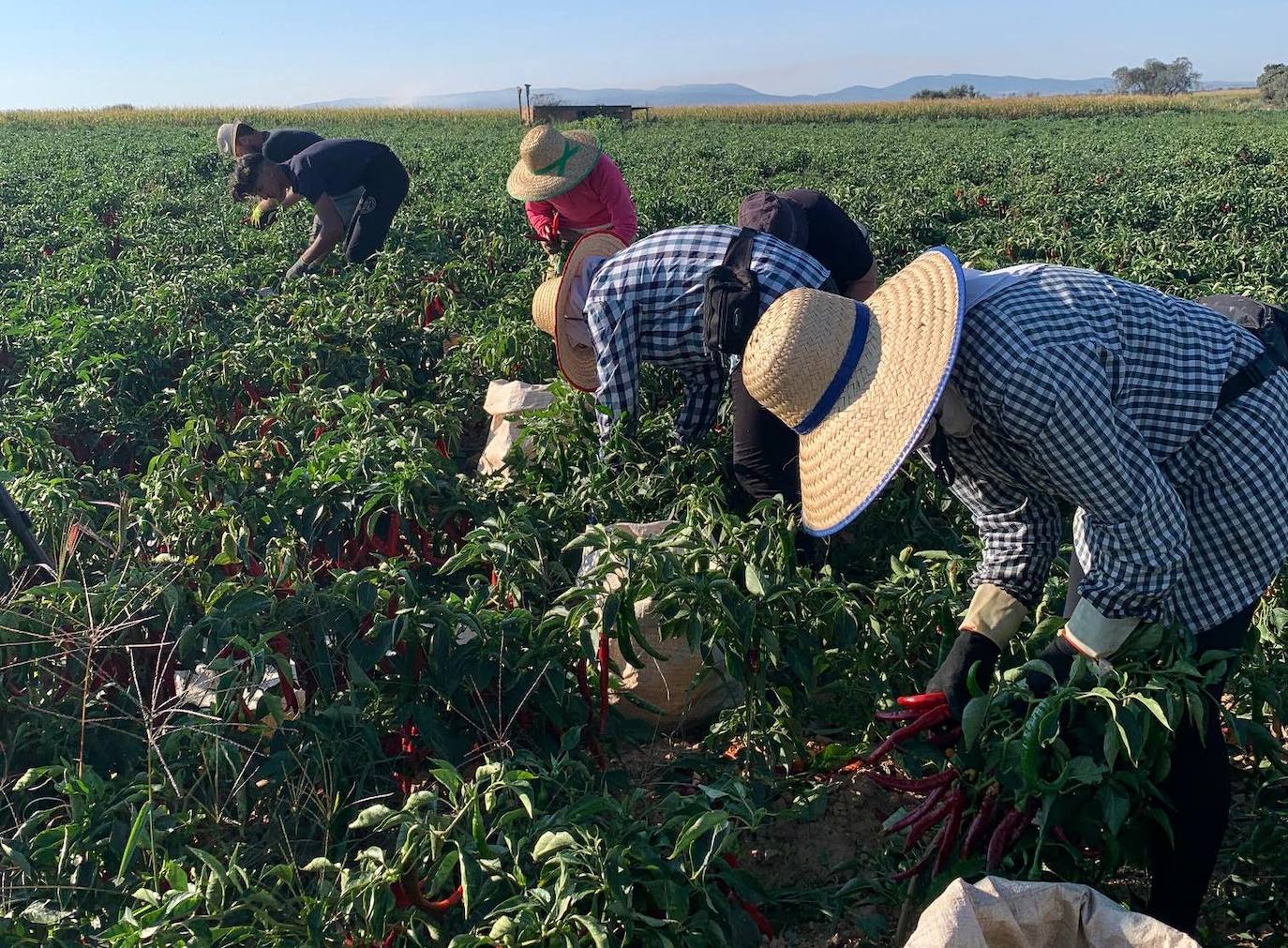 La cosecha de pimiento para pimentón será de unos 4,1 millones de kilos