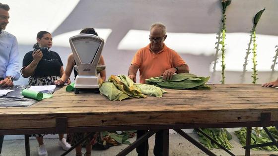 Las ferias agosteñas arrancan con el Concurso del Tabaco y el Pimiento