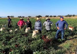 Recolección de pimiento para pimentón.