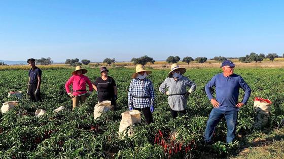 La cosecha de pimiento para pimentón se reducirá un 60% por la climatología