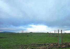 Uno de los parajes de la dehesa boyal jaraiceña repoblados.