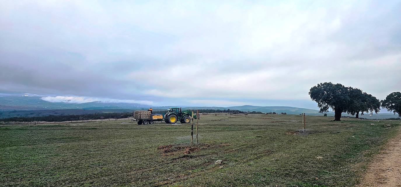 Un operario realizando las labores de plantación.