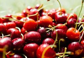 Las cerezas son una de las frutas que ataca la 'Drosophila Suzukii'.