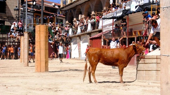 Festejos se reúne el jueves con las peñas y aficionados para tratar los toros