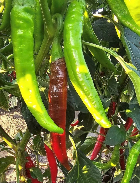 El Concurso del Tabaco y Pimiento alcanza la 50 edición