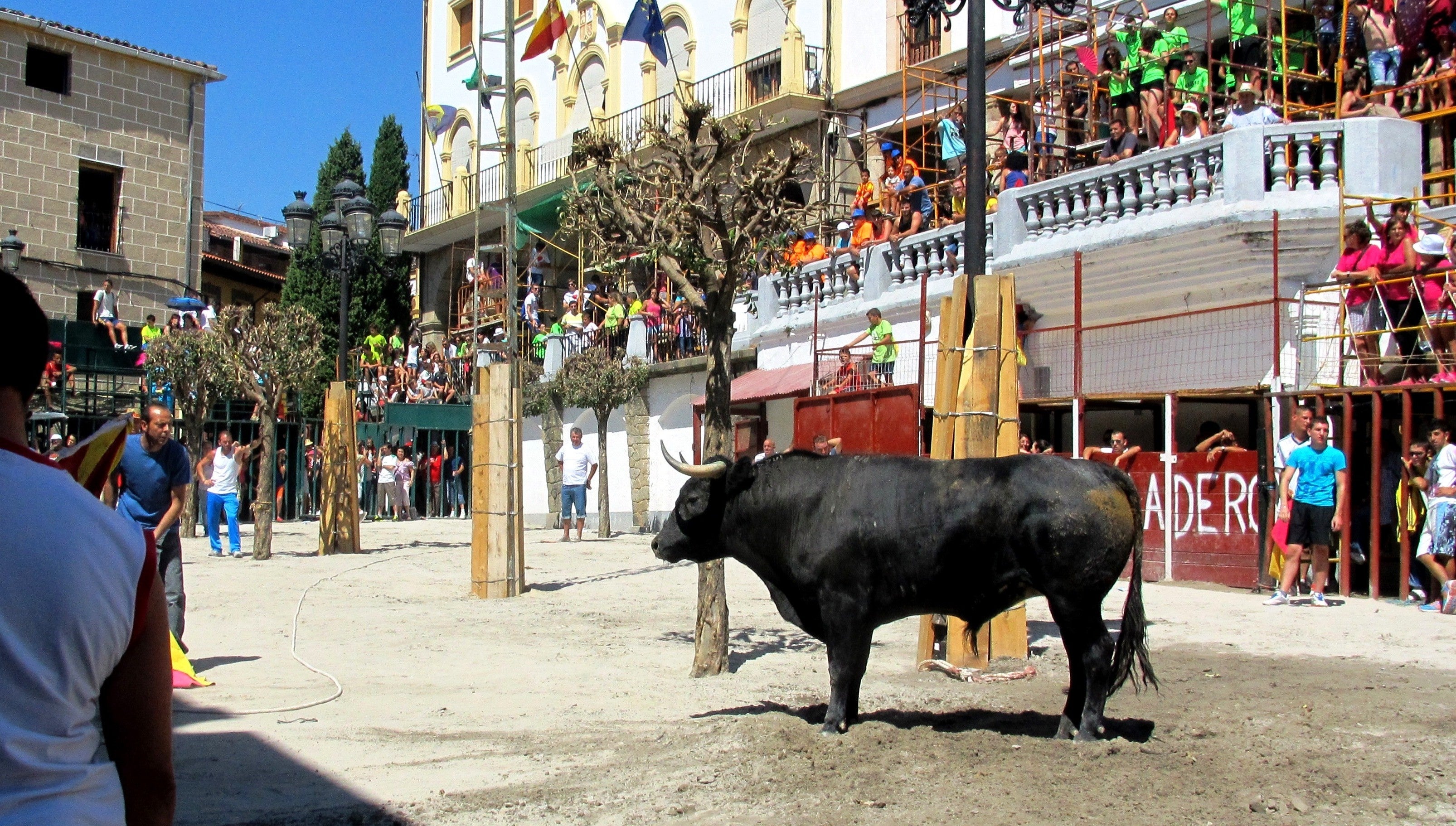 Toros al estilo verato en la Plaza Mayor, que se convierte en coso taurino durante las ferias agosteñas.