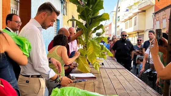 Convocados los concursos de tabaco, pimiento y cocina
