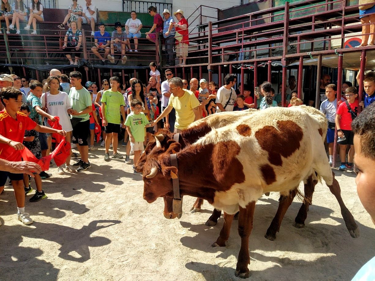 Los bueyes en la Plaza Mayor, convertida en coso taurino durante las ferias agosteñas.