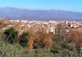 La Junta realizará mejoras en las masas forestales de Jaraíz