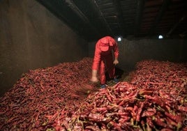 Convocadas las ayudas para el secado tradicional de pimientos para pimentón