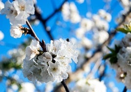 Cerezos en flor blanqueando los campos de Jaraíz.
