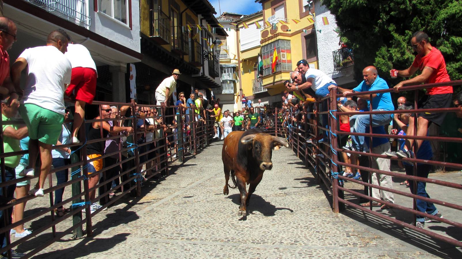 Un morlaco entrando en la Plaza Mayor.