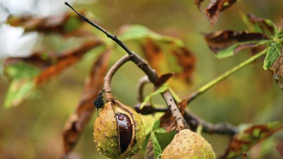 Buena previsión en la cosecha de castañas en Extremadura a expensas de la lluvia