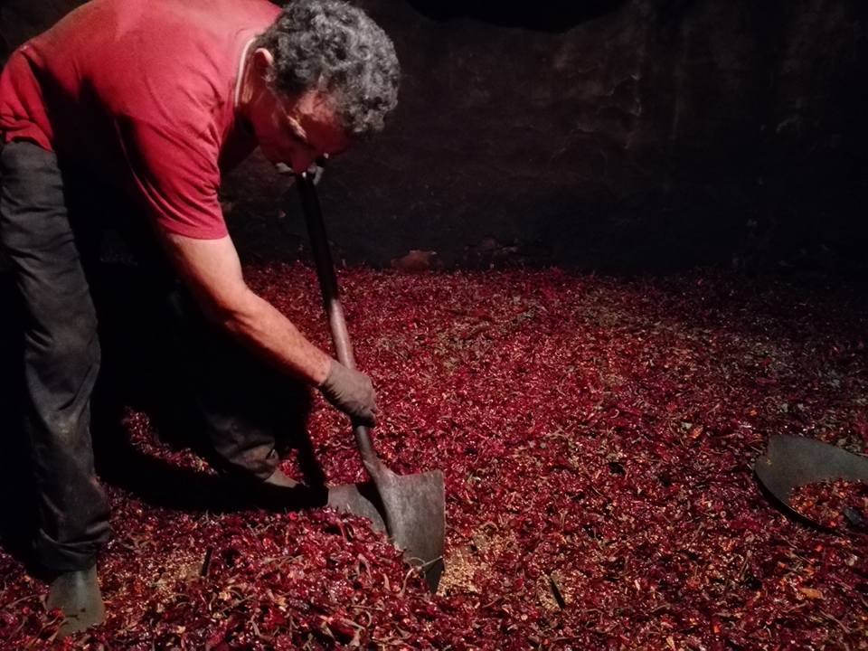 Secado de pimiento.
