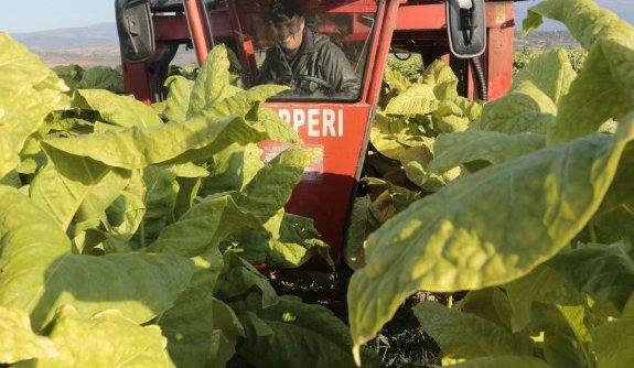 Recogida de tabaco en una parcela de la comarca de la Vera. 