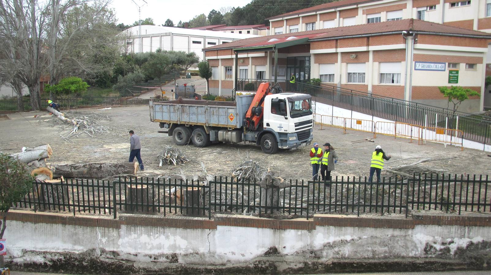 Tala de los chopos del colegio Gregoria Collado.