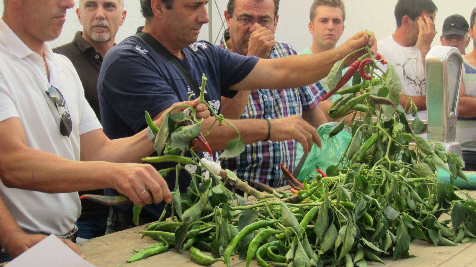 Pesaje de pimientos para pimentón.