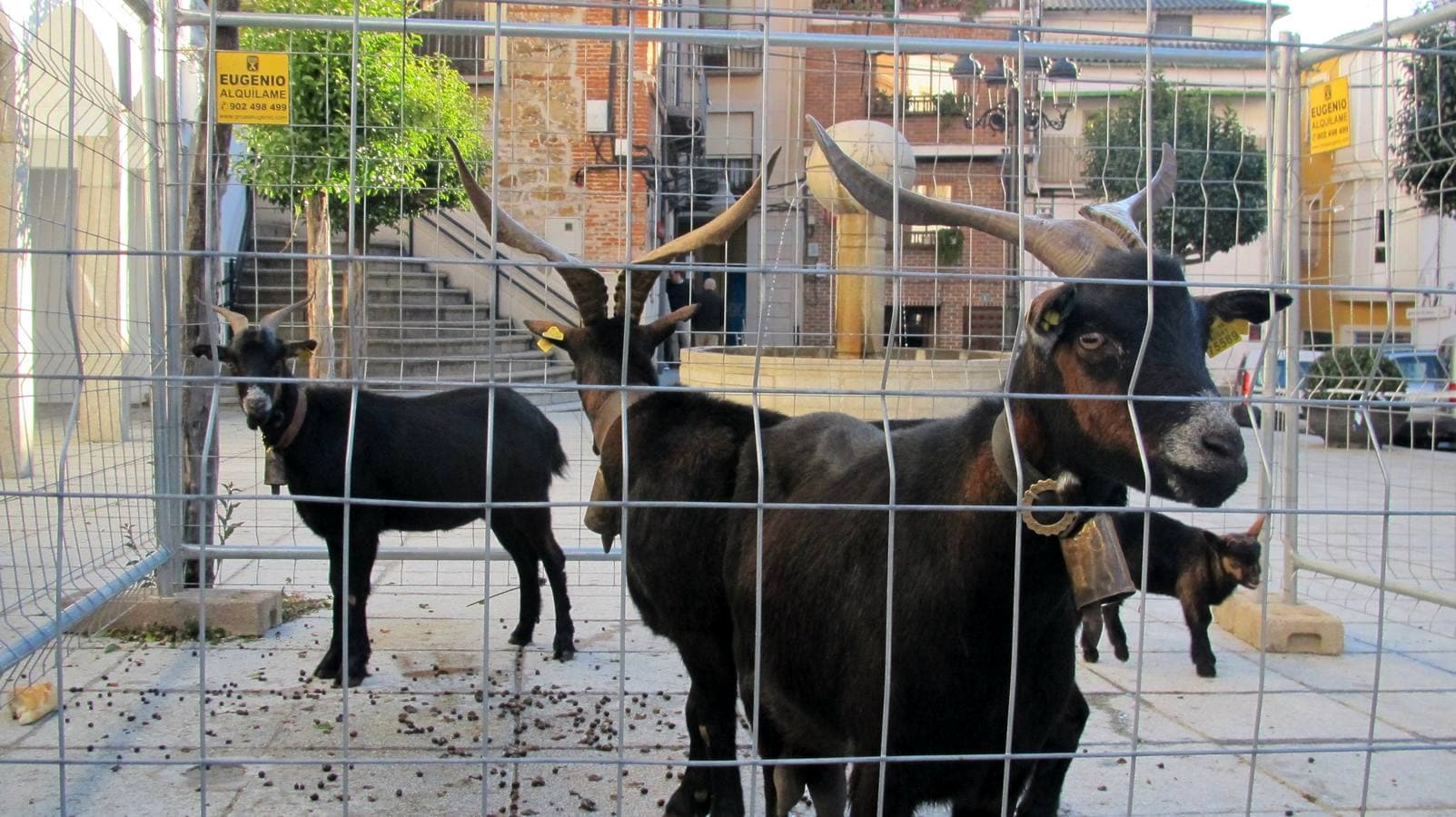 Cabras en el redil instalado en la plaza Mayor.