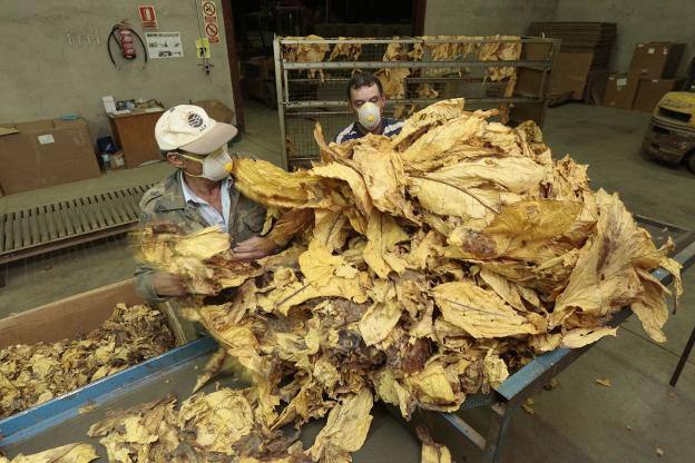 Hoja de tabaco verato ya secada preparada para la industria. 