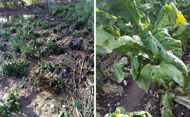 Técnicos de la Junta inspeccionan desde el pasado lunes las zonas y cultivos afectados por tormentas