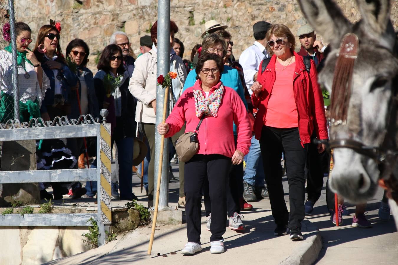 Romeros, carrozas y caballistas han acompañado, esta mañana, en procesión, al Simpecado de Nuestra Señora de Aguasantas, Patrona de Jerez de los Caballeros, hasta la ermita consagrada a su nombre. Durante el camino, no han faltado las perrunillas, la copa de anís, el acompañamiento musical del tamborilero de la Hermandad de La Algaba, Ramón Barragán, y los cánticos y bailes de algunos romeros. Un día de júbilo, convivencia y devoción a Nuestra Señora de Aguasantas que culminará, esta tarde, a las 20 horas, con el rezo del Santo Rosario en la citada ermita y el canto de la Salve a la Virgen.