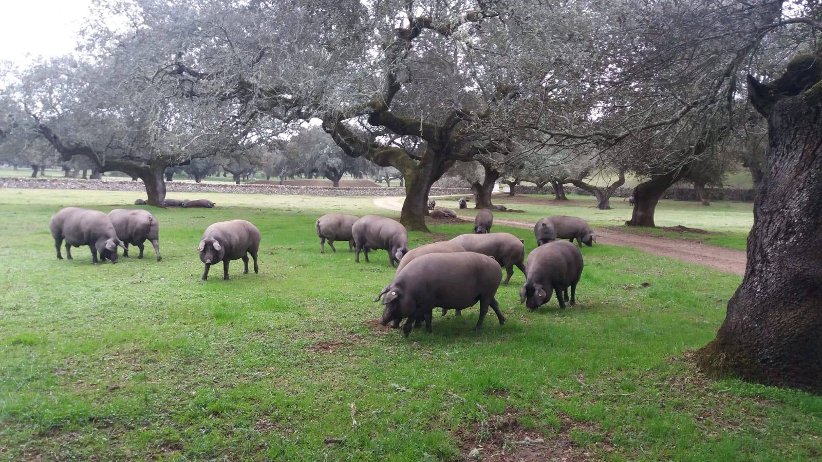 Cerdos en las dehesas del término de Jerez de los Caballeros
