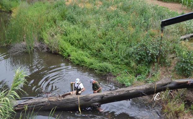 Trabajos de limpieza y desbroce en el arroyo Brovales a la altur de Valuengo. 