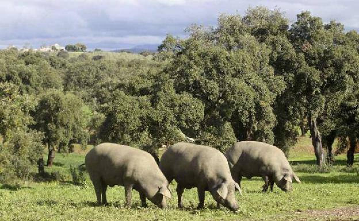 Valuengo celebra su II 'Degustación de productos del cerdo extremeño'