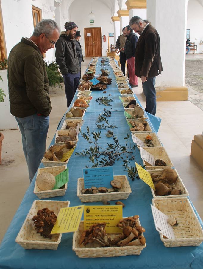 Exposiciónde las 63 especies de setas recogidas, en el Centro Cultural San Agustín.
