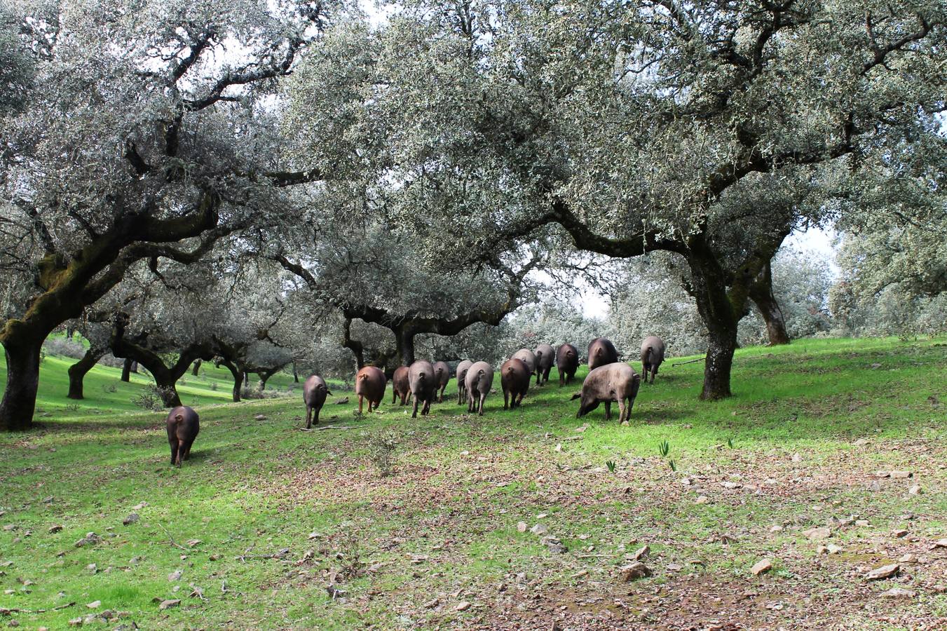 La dehesa es el ecosistema representativo de la Sierra Suroeste y de la zona vecina del Alentejo.P.D.
