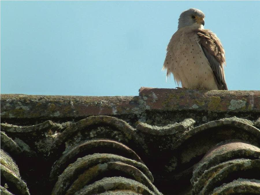 El cernícalo primilla es una pequeña ave rapaz que se reproduce en ambientes urbanos.